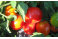 契約農家が露地栽培した完熟トマトケチャップ（320g瓶×8個）