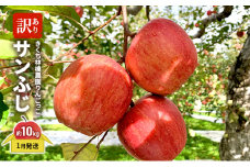 【1月発送】きくち林檎農園りんごっこ 家庭用 大玉 サンふじ 訳あり 約10kg