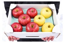 《農家直送》りんご 2種類 食べ比べ「サンふじ・シナノゴールド」 秀品 3kg（8～10玉）　012-B-HK006