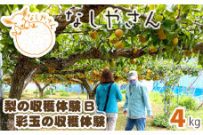 梨の収穫体験B【彩玉の収穫体験（約4kg）】 【 梨 梨狩り 彩玉 体験 収穫体験 東松山 】