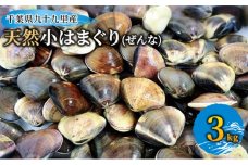 3 kg of natural small clams from Kujukuri, Chiba Prefecture[No.5743-0377]