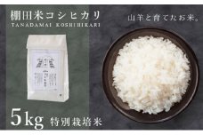 [003-a001] 米 令和5年産 特別栽培米 コシヒカリ「愛発の棚田米」5kg