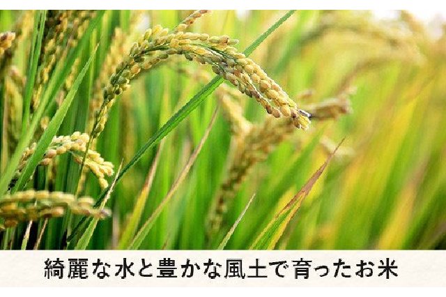 激安価額 長野県信州産コシヒカリ はぜ掛け米20kg 自然乾燥 産地直送