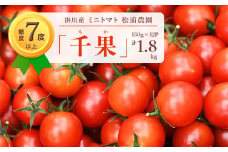 １２８９　掛川産ミニトマト｢千果｣(ちか)150ｇ×12P 計1.8kg　９月下旬より発送開始　松浦農園