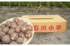 １６０１　極上！料亭の味 掛川市産 石川小芋・里芋 ２㎏ 9月上旬からの発送 ミナクル