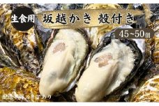 牡蠣 生食用 坂越かき 殻付き 45～50個[ 生牡蠣 真牡蠣 かき カキ 冬牡蠣 ]
