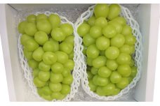 シャインマスカット 2024年発送 数量限定 ぶどう 1.2kg ブドウ 果物 フルーツ 葡萄 マスカット