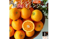 ZS6151_主井農園 高級 国産 バレンシアオレンジ 1kg