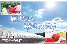 【年内配送】「紅ほっぺ」約240g×2パック（約480g）いちご・イチゴ・苺【年内お届け】