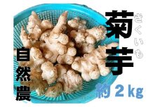 自然農菊芋（約２ｋｇ入り）2023年１１月中旬～発送予定