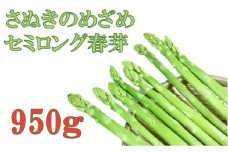 953　三木町産 香川オリジナルアスパラガス「さぬきのめざめ」 セミロング　春芽　約950ｇ