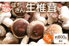 やまももファーム椎茸 冬菌はちきん生椎茸(菌床)約800g - しいたけ きのこ キノコ 野菜 国産 yo-0013