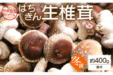 やまももファーム椎茸 冬菌はちきん生椎茸(菌床)約400g  - しいたけ きのこ キノコ 野菜 国産 yo-0010
