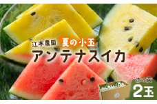 【期間限定】江本農園 夏の小玉アンテナスイカ 2玉ギフト箱 赤＆黄セット - ギフト 減農薬 高糖度 立体栽培 すいか 西瓜 フルーツ 果物 くだもの デザート em-0030