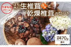 やまももファーム椎茸 冬菌はちきん生椎茸と乾燥椎茸のセット(合計約470g) - しいたけ きのこ キノコ 野菜 国産 yo-0014