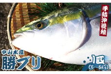 【期間限定】中山水産 手結沖養殖「勝ブリ」 1匹(5kg～6kg) ny-0003