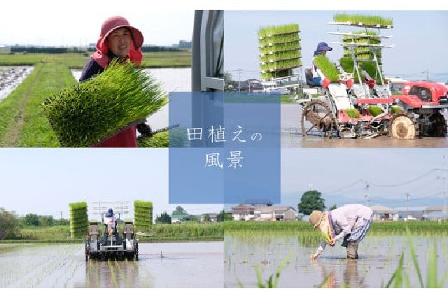 ふるさと納税 「たるみ農園選べる白米、七分つき米 栽培期間中化学肥料