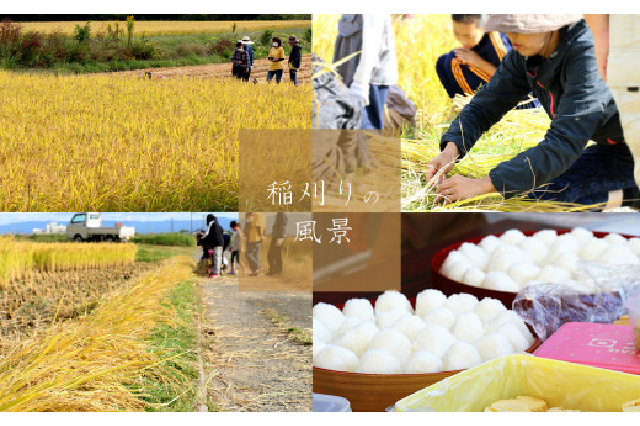 ふるさと納税 「たるみ農園選べる白米、七分つき米 栽培期間中化学肥料