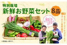 【2024年4月発送分】特別栽培 季節のお野菜セット 8品 おまかせ