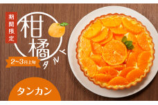 柑橘タルト（タンカン）　K185-001